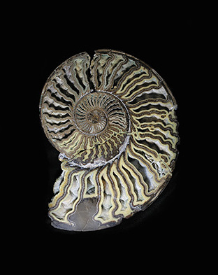Yale Peabody Museum, Division of Invertebrate Paleontology